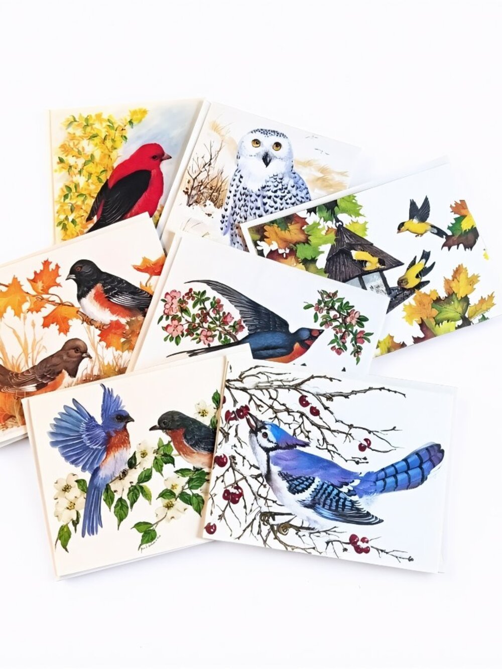 Set of 7 Bird Greeting Cards, Blank Inside, Envelopes Included, Wildlife Art
